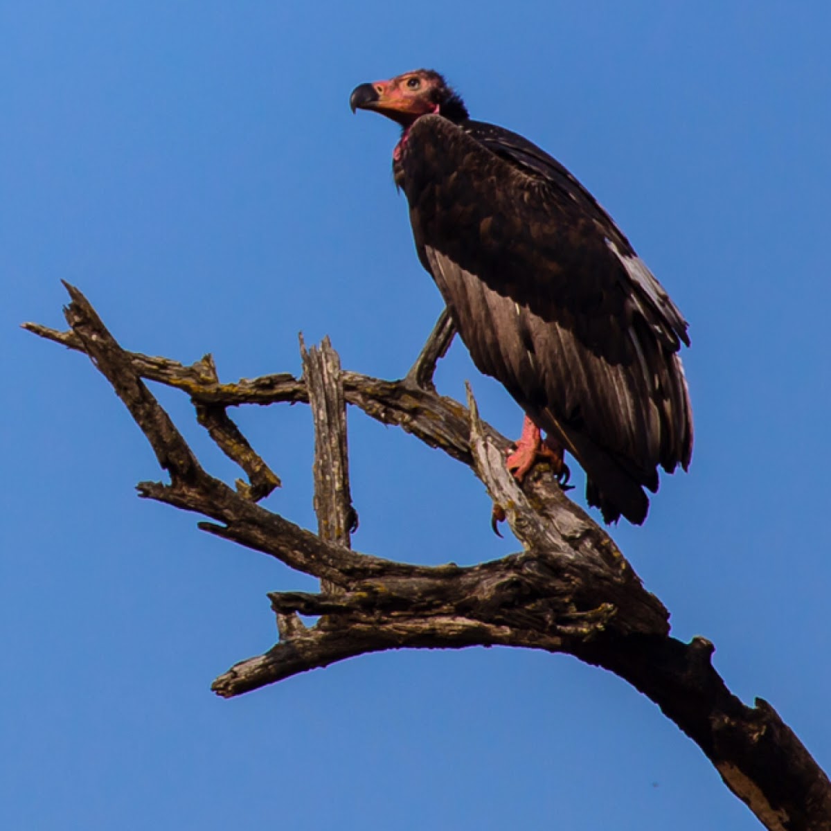 Red Headed Vulture