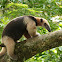 Northern Tamandua