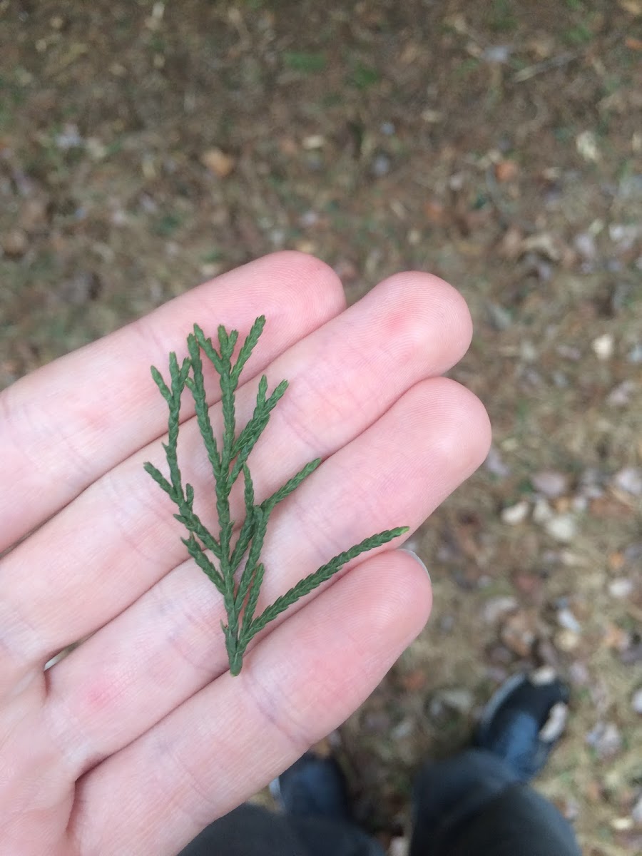 Leyland Cypress