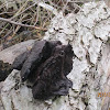 Chaga