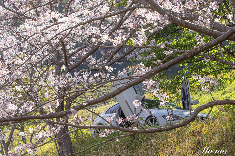 6シリーズの黙撮俺の世界・桜とコラボ🌸・discover＿ct・サクラと愛車に関するカスタム事例の投稿画像12枚目