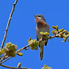 Eastern Subalpine Warbler