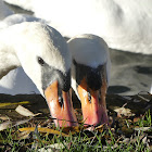 Mute swan