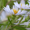 Shining Aster