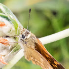 Large Skipper