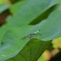 Blue Dasher