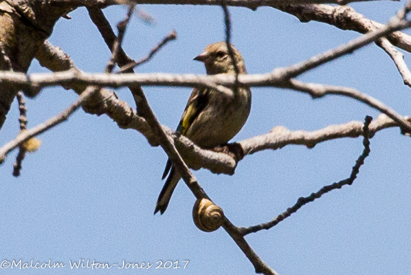 Goldfinch; Jilguero