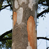 Grey Gums (shedding bark)