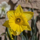 Daffodil