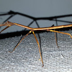 Stick Insect