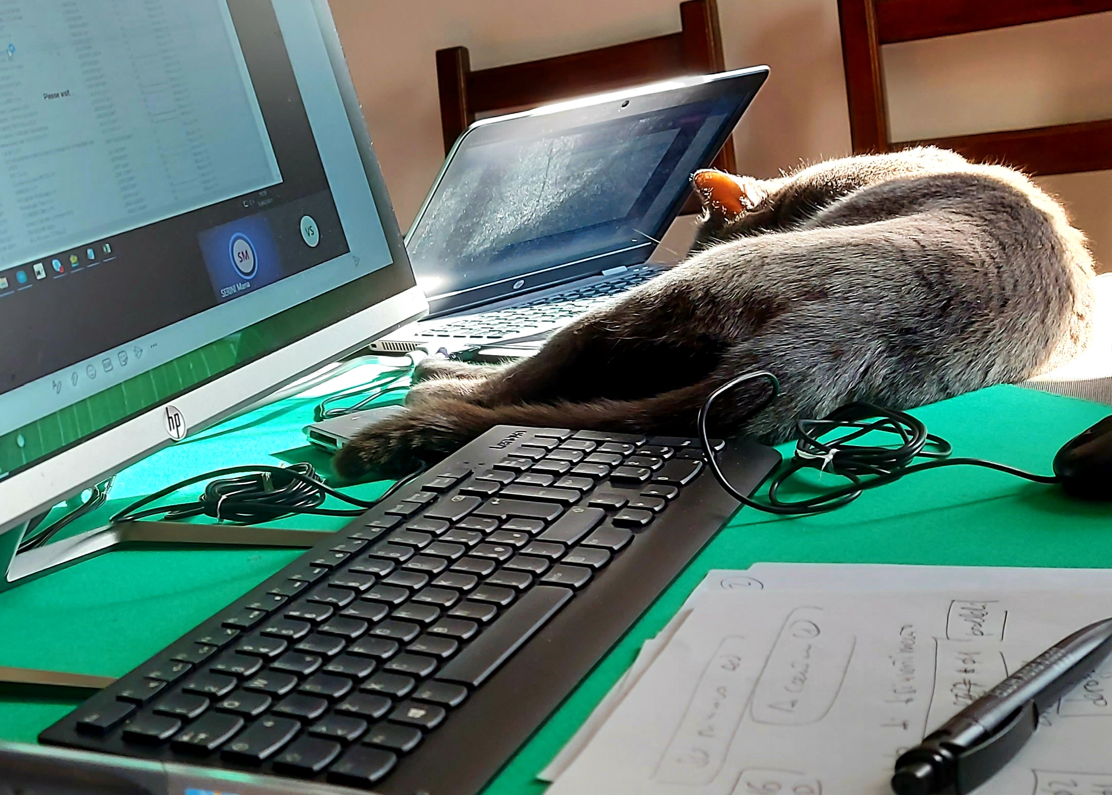 Smartworking com gattoprogrammatore. di terazuc