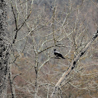 il solitario infreddolito ! di 