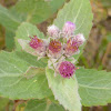 Rosy Camphorweed