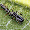 Ant-mimicking Jumping Spider