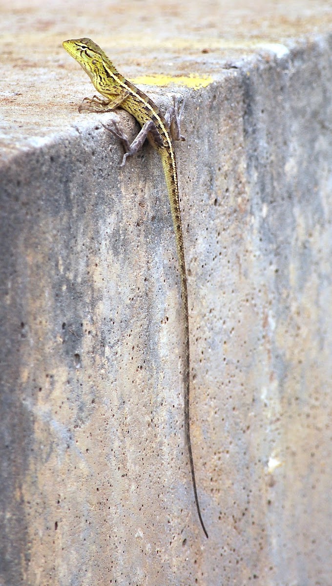 Female Oriental Garden Lizard