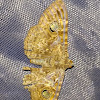 Owlet moth