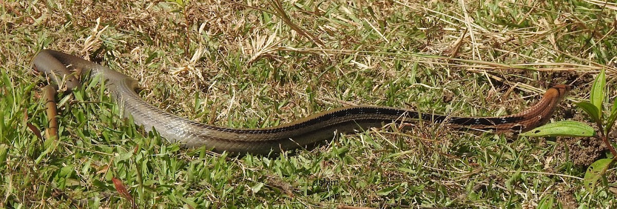 Copperheaded Rat-snake