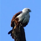 Brahminy Kite