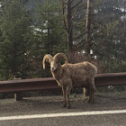 Bighorn sheep