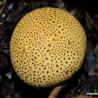 Warty Earthball