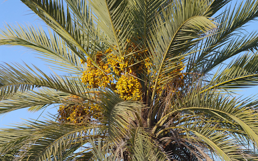 Date palm Tree screenshot 1