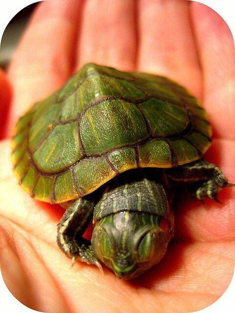 Yellow-Bellied Slider Care Sheet | Reptiles' Cove
