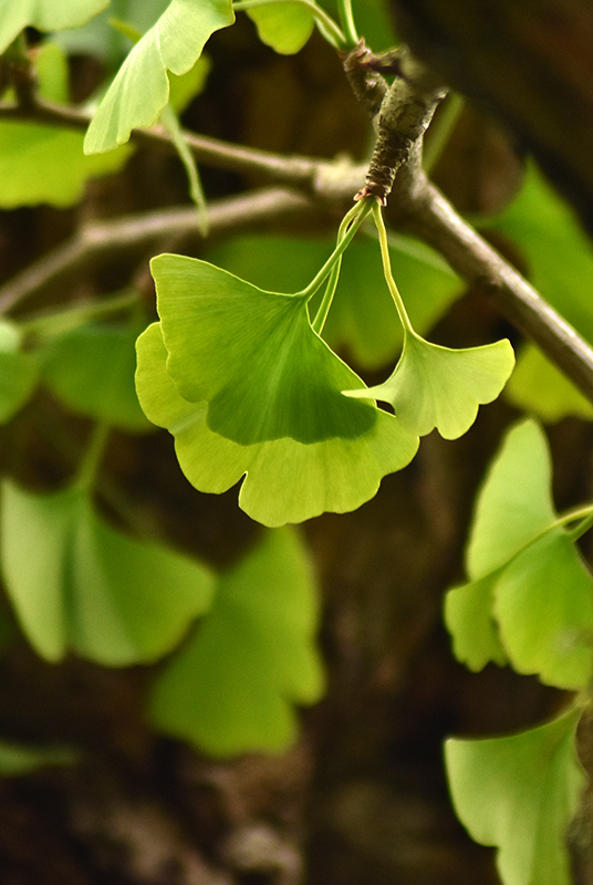 Maidenhair tree