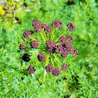 Fernleaf biscuitroot