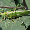 Great Green Bush-cricket