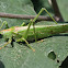 Great Green Bush-cricket