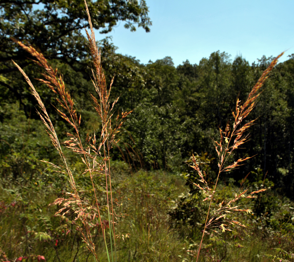 Indian Grass