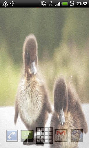 Ducklings Live Wallpaper