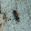 Tropidotilla velvet ant (female)