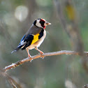 European Goldfinch; Jilguero