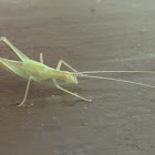 Common Tree Cricket nymph