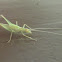 Common Tree Cricket nymph