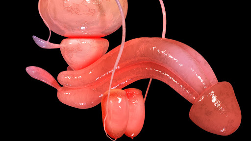 Male Reproductive System 3D