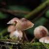 Mycena