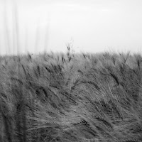 Grano di campagna di 