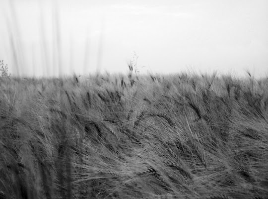 Grano di campagna di luigig