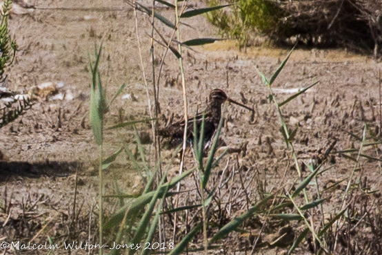 Snipe; Agachadiza Común