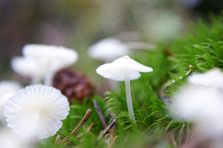 Milky Bonnet