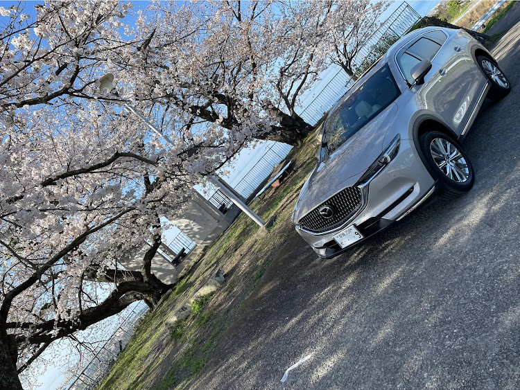 CX-8のCX-8・サクラと愛車・桜とコラボ・洗車・桜に関するカスタム事例の投稿画像2枚目