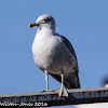 Lesser Black-backed Gull; Gaviota Sombría