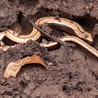 Slowworm (juvenile)