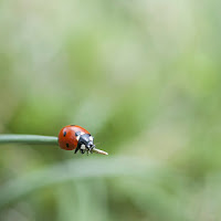 Coccinella di 