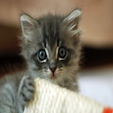 Cute Kitten