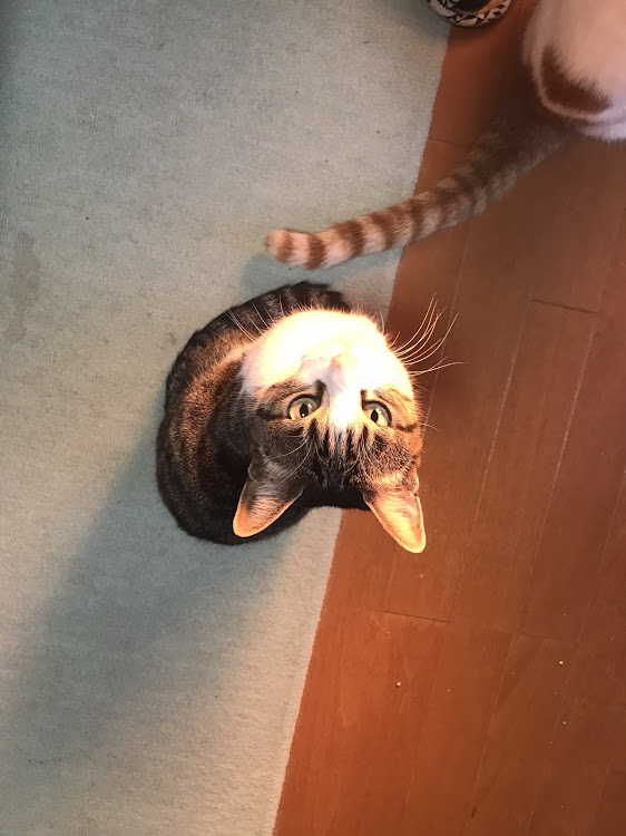 ミニ ハッチバックの愛猫紹介・CT愛猫部・1日1猫に関するカスタム事例の投稿画像2枚目