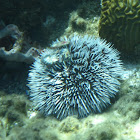 West Indian Sea Egg