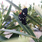 Polka-dot Wasp Moth